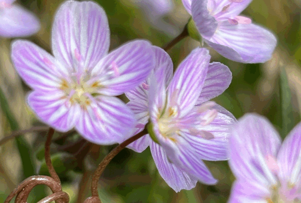 Moving Forward: Taking Action, Being Optimistic, and Practicing Reflection in Midlife Transitions