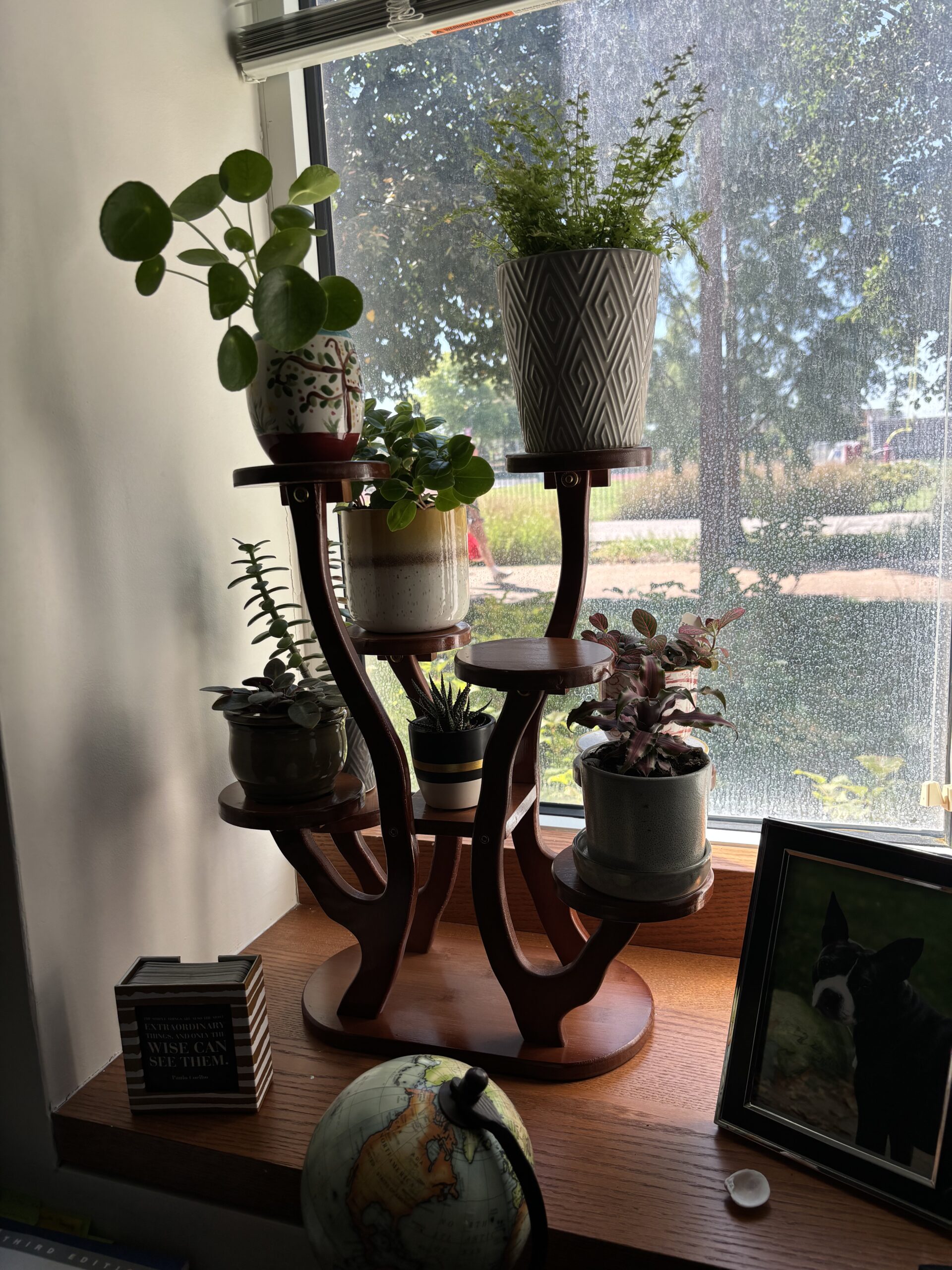 A collection of indoor plans in front of an office window.