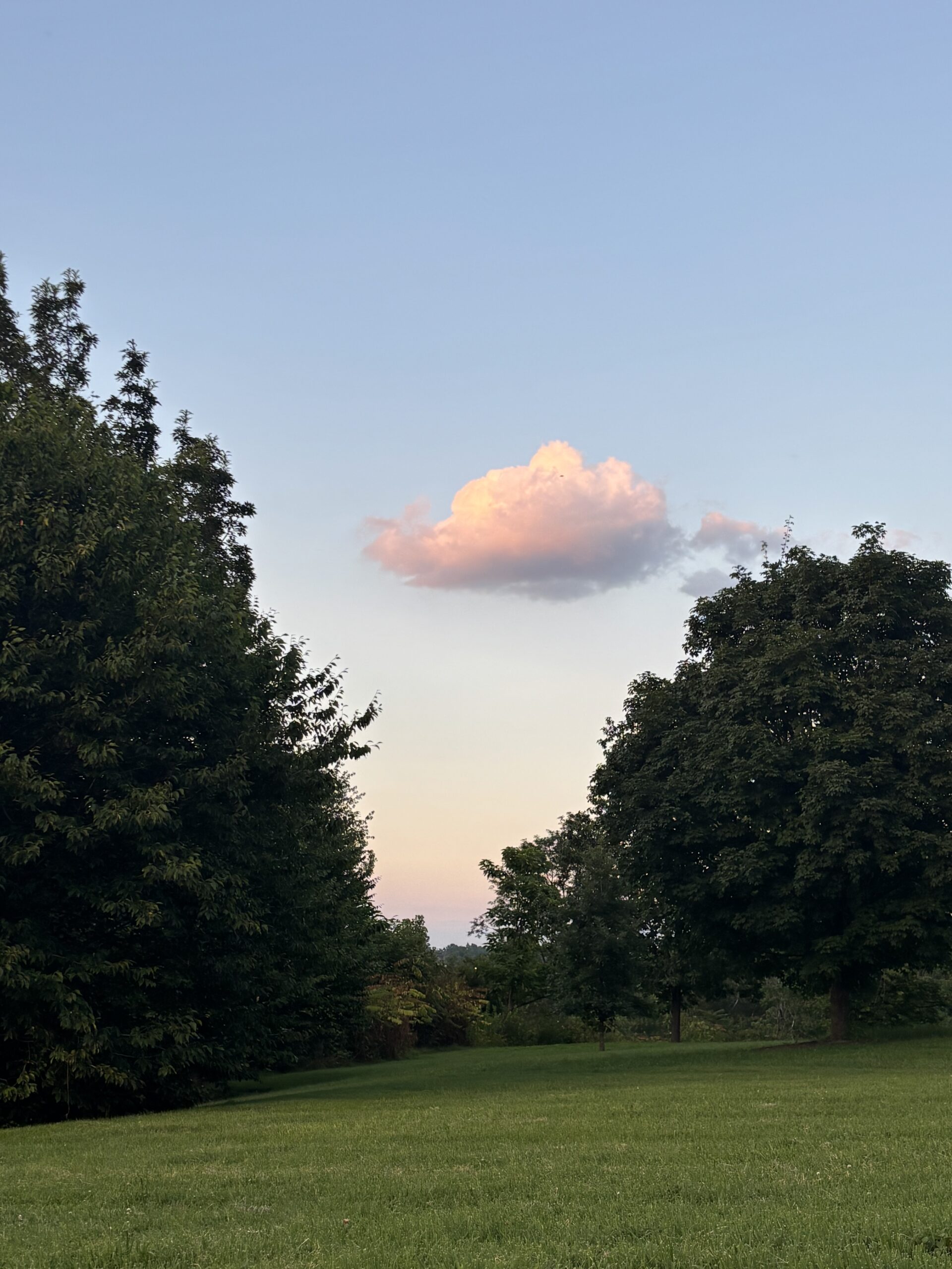 A small little cloud in the sky on its own bordered by trees.